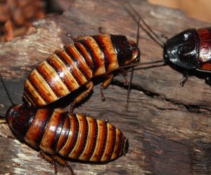 Ungeliebte Insekten: Können Kakerlaken fliegen?