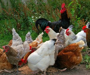 Dürfen Hühner gefahrlos Erdbeeren essen?