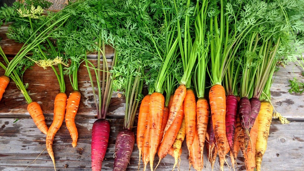 Am besten schmecken Karotten, wenn sie frisch aus dem Gemüsebeet gezogen sind.