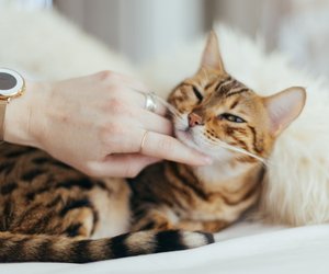 Dürfen Katzen Karotten essen? Wir haben die Antwort für dich