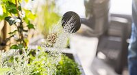 Balkon-Pflanzen in der Sommerhitze: So oft solltet ihr wirklich gießen