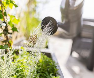 Balkon-Pflanzen in der Sommerhitze: So oft solltet ihr wirklich gießen