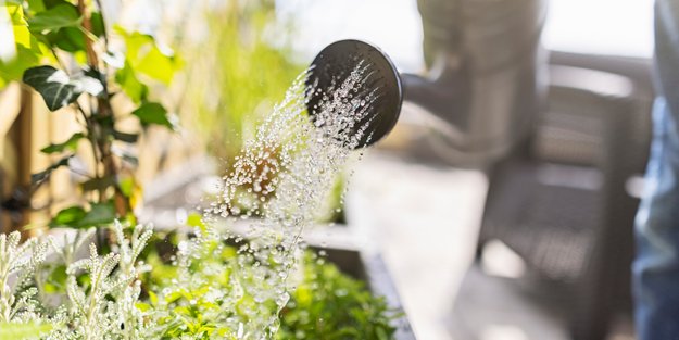 Balkon-Pflanzen in der Sommerhitze: So oft solltet ihr wirklich gießen