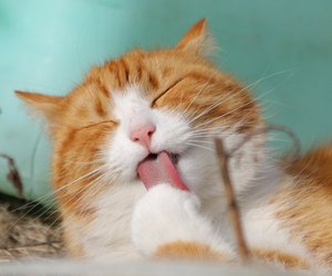 Katzenhaare entfernen: Effektive Methoden