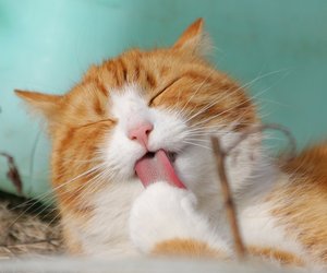 Katzenhaare entfernen: Welche Methode ist besonders effektiv?