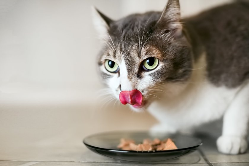 Putenfleisch ist für Katzen fettarm und schmackhaft.