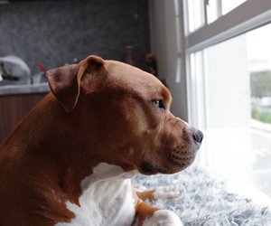 Aufgepasst: Wie lange kann ein Hund allein bleiben? 