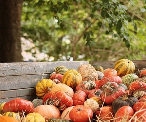 Die 5 leckersten Kürbissorten für den Herbst: Diese Sorten musst du probieren