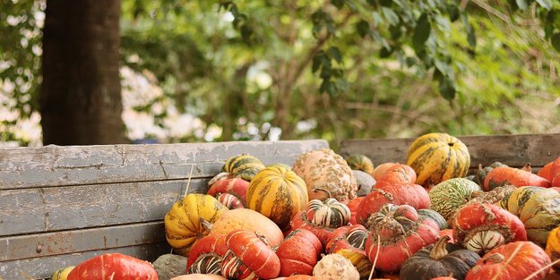 Die 5 leckersten Kürbissorten für den Herbst: Diese Sorten musst du probieren