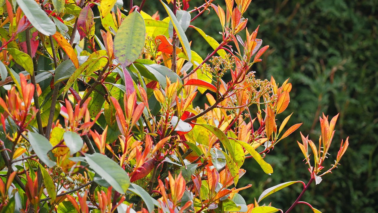 Die Glanzmispel ist eine elegante Hecke in vielen Gärten. 