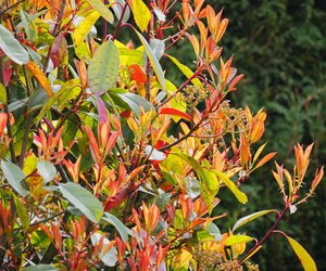 Ist die Glanzmispel giftig? Das gilt für die schmuckvolle Hecke