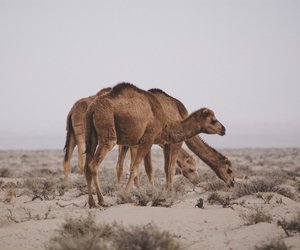 Was essen Kamele? Wie sich die Wüstenbewohner ernähren