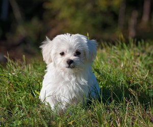 Niedliche Vierbeiner: Diese Hunde mit weißem Fell sind wunderschön