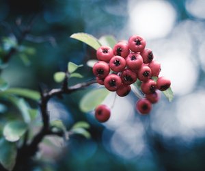 Giftige Vogelbeeren: Sind die Beeren der Eberesche essbar?