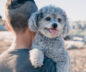 Wie alt werden Pudel? Einfach erklärt für Kinder