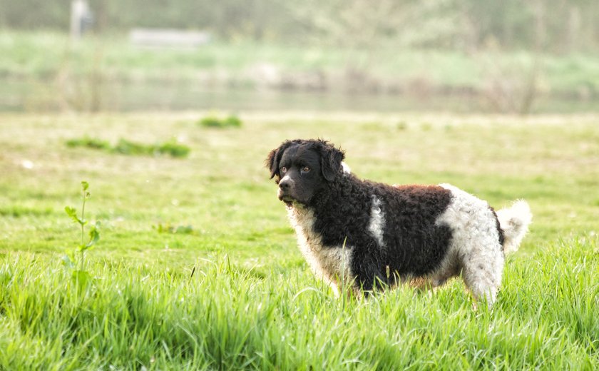 Selective focus shot of an adorable Wetterhoun dog on the green grass, A selective focus shot of an adorable Wetterhoun dog on the green grass