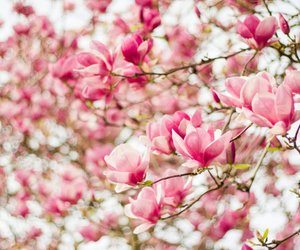 Wann blühen Magnolien, wann beginnt ihre rosa Blütenpracht?