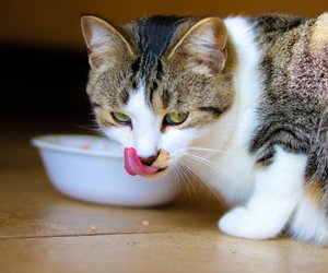 Dürfen Katzen Schweinefleisch fressen? Das gibt es zu beachten