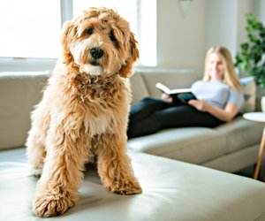 Hunde für Allergiker: Diese tollen Vierbeiner können geeignet sein