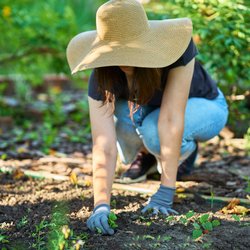 Letzte Chance: Diese Gemüsepflanzen solltet ihr noch im April aussäen