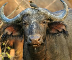 Alle Achtung: So viele Tierarten gibt es