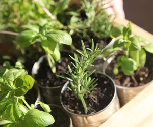 Ihr habt keinen Balkon? Schnappt euch das Indoor-Kräuterbeet bei Rossmann