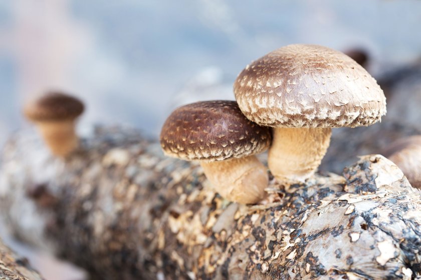 Shiitake Pilze werden hierzulande oft auf künstlichen Substraten kultiviert.