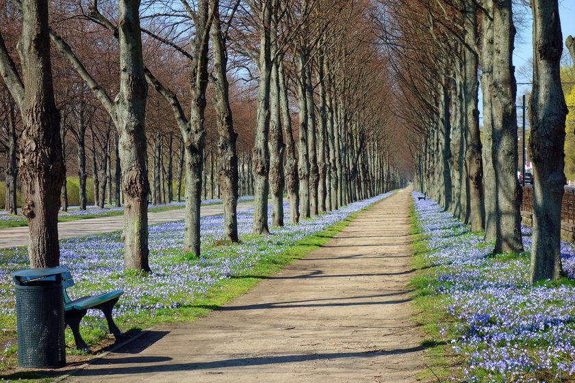 Die Herrenhäuser Allee in Hannover