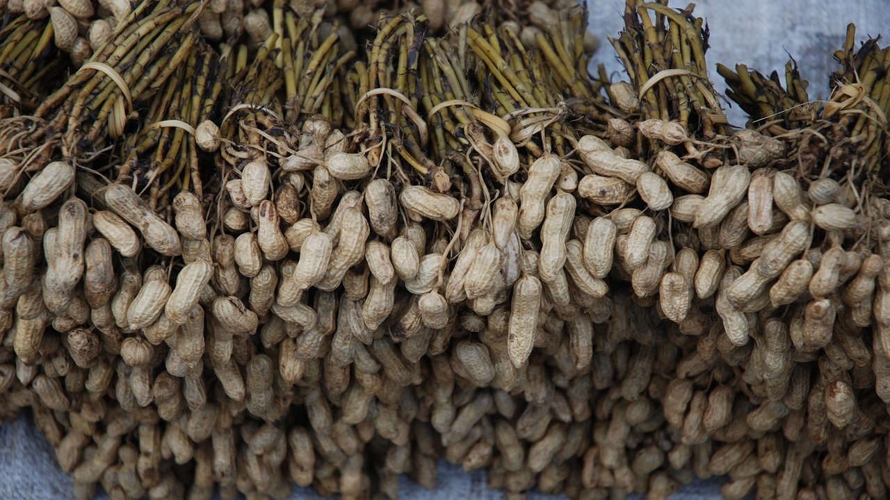 So sehen Erdnüsse direkt nach der Ernte aus.
