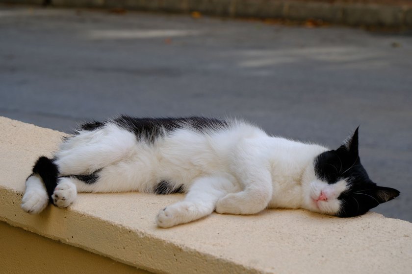 Die Seitenlage ist für Katzen äußerst bequem.