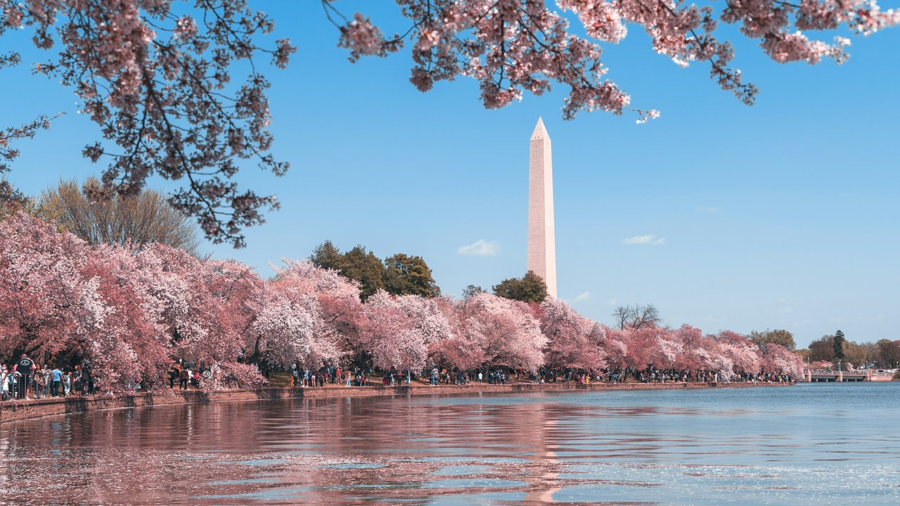 Die Pracht der Kirschblüten zeigt sich weltweit.