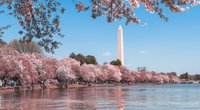 Wann blühen Kirschblüten? Das ist der Zeitpunkt der Blütenpracht