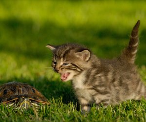 Verstehst du deine Samtpfote? Teste dein Wissen über Katzensprache