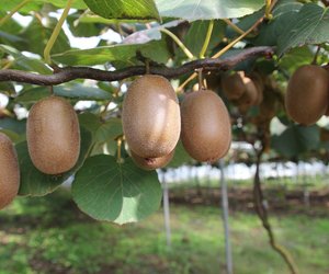 Wo wachsen Kiwis? Für Kinder erklärt