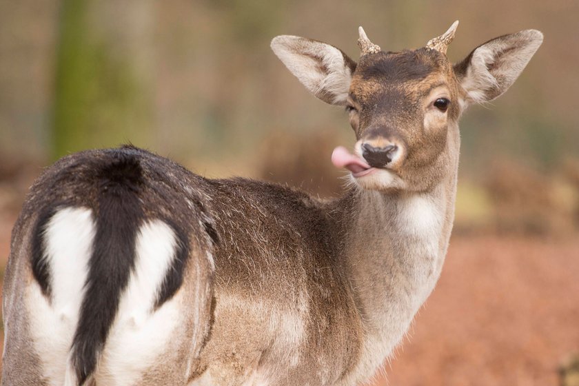 Damwild, Lindenthaler Tierpark, Köln