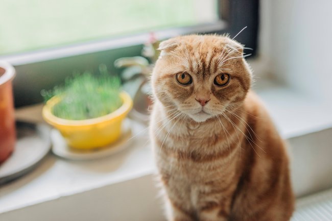 Die Faltohren der Scottish Fold fallen sofort ins Auge.