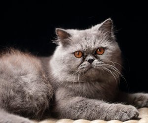 Wie alt können Katzen werden? Hauskatzen versus Freigänger