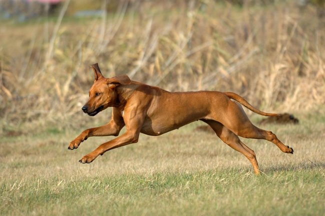 Rhodesian Ridgeback