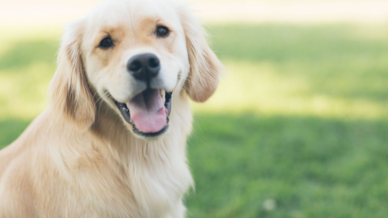 Hinter dem Lachen eines Hundes steckt mehr als man denkt.