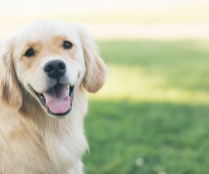 Können Hunde lachen? Das bedeutet das Lächeln im Gesicht