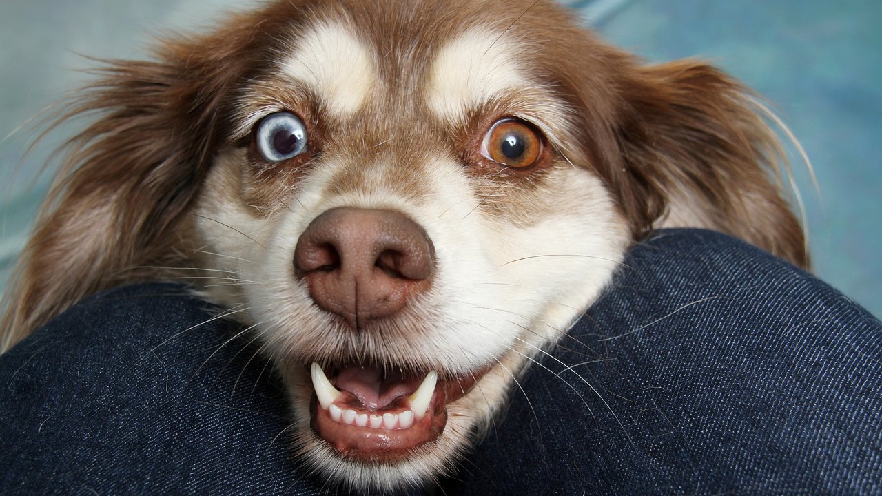 Hund mit verschiedenfarbigen Augen schaut gespannt. 