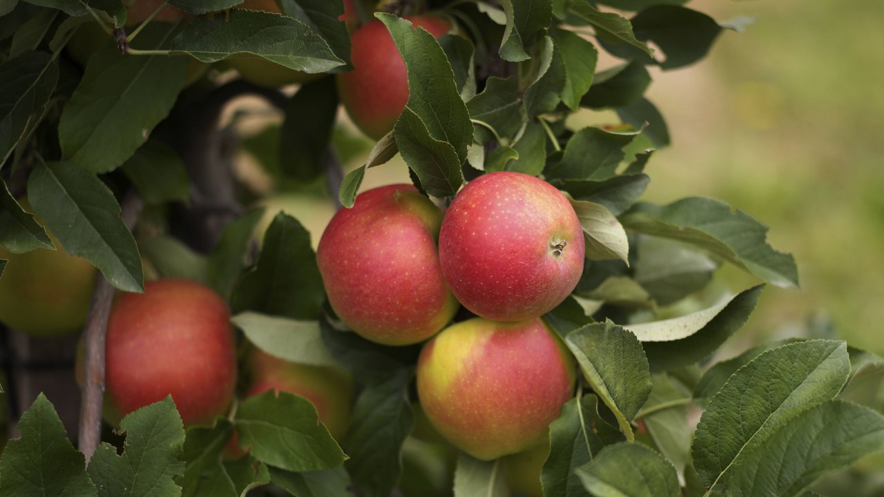 Äpfel an Bäumen