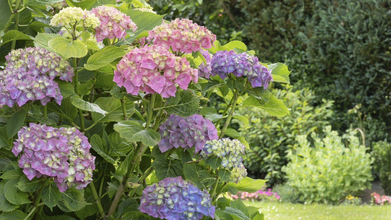 Hortensien verschönern euren Garten.