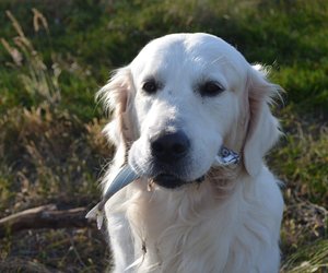 Dürfen Hunde Thunfisch essen? Darauf kommt es an