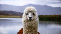 Wo leben Lamas? Die Heimat der flauschigen Vierbeiner