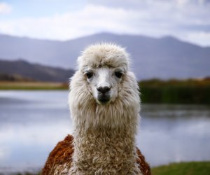Wo leben Lamas? Die Heimat der flauschigen Vierbeiner
