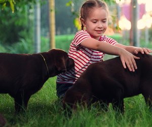 10 Hunderassen, die am liebsten kuscheln