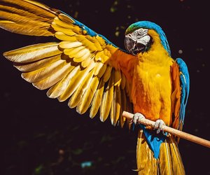 Kleine Vogelkunde: Dürfen Papageien Brot essen?