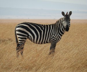 Wo leben Zebras? Interessantes über die Gestreiften Freunde