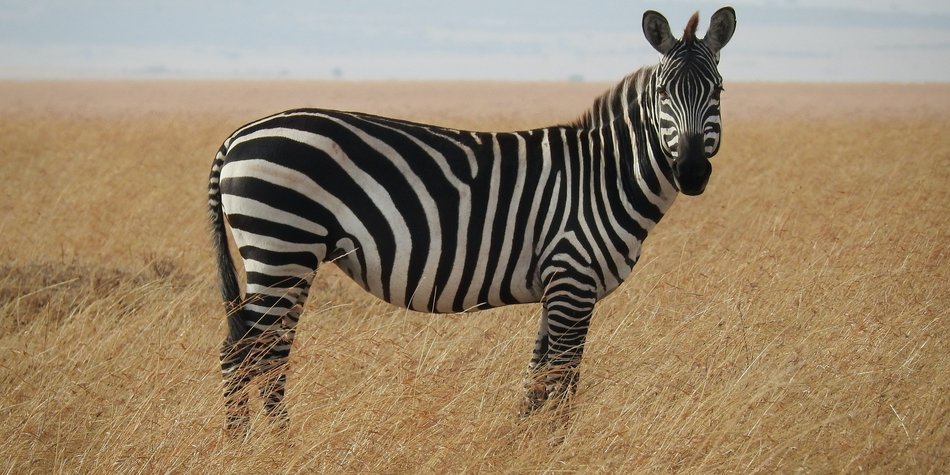 Wo leben Zebras? Interessantes über die Gestreiften Freunde